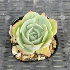 334.多肉植物 七福神 抜き苗 根付き - メルカリ
