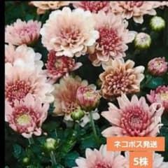 菊苗　ガーデンマム　スプレー菊 抜き苗5株セットのサムネイル