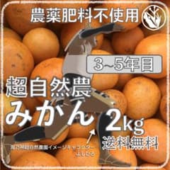 自然農みかん2kg 3〜5年目 農薬肥料不使用 自然農法 海乃神自然農園