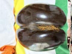 希少 大型ヤシの実 種子 約30cm （オオミヤシ？）オブジェのサムネイル
