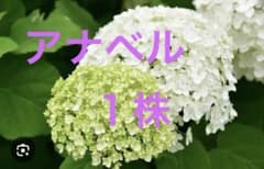 アナベル アジサイ 苗 抜き苗1株 - メルカリ