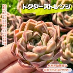 m92508697403_1.jpg?1735658776