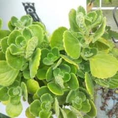 多肉植物 アロマティカス 3カット おまけにドルフィンネックレスのカットのサムネイル