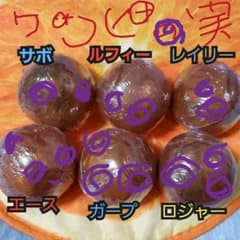 ONE PIECE　ワンピの実　第三海戦　コンプリートセットのサムネイル