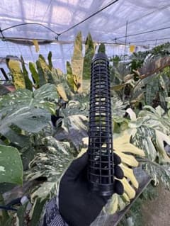 水苔無しモスポール 8本まとめ 29cmサイズ - メルカリ