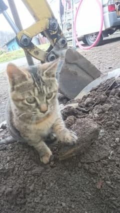 かわいい猫の写真のサムネイル