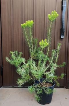大苗　バンクシア　スピヌロサ　オーレア　鉢植え　オージープランツ　希少　レア品種 バンクシア スピヌロサ オーレア 鉢植え 苗 オージープランツ レア品種