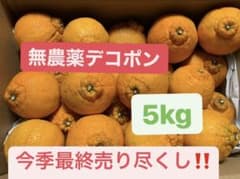 無農薬デコポン品種　不知火5kgのサムネイル