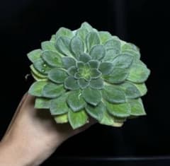 レア　ペトロコスメア　山野草　イワタバコ科　セントポーリア　パルダリウム　A レア ペトロコスメア 山野草 イワタバコ科 セントポーリア