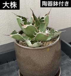 トリケラトプス　大株　鉢付き アガベ オテロイ チタノタ 大株 陶器鉢付き アガベ オテロイ チタノタ メルカリ便 - メルカリ