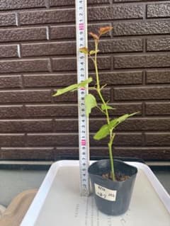 256 バラ苗 バラ挿し木苗 和バラ 茶バラ いおり - メルカリ