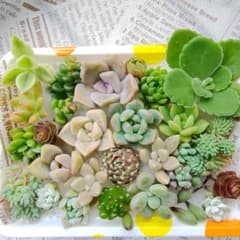 多肉植物 カット苗 詰め合わせセット☆のサムネイル