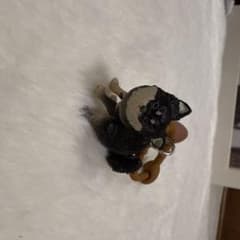 ふんばり〜ぬ チワワのサムネイル