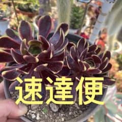 多肉植物オージャリー法師錦（2株）抜き苗 - メルカリ