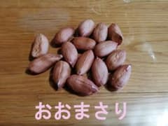 おおまさり　種 15粒のサムネイル