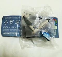 ysk様専用ネイチャーテクニカラー　小笠原　アホウドリのサムネイル