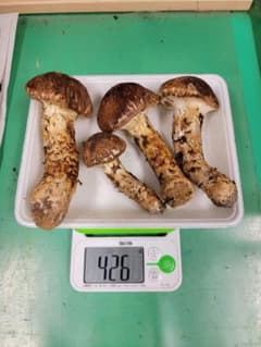 送料込み　岩手県産松茸 426gのサムネイル