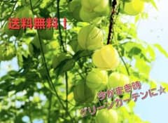 フウセンカズラの種 100粒強☆グリーンカーテン 今がまき時！のサムネイル