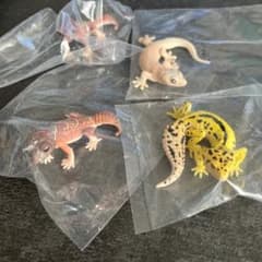 ヤモリ大全エクストラカラーVer.セットのサムネイル