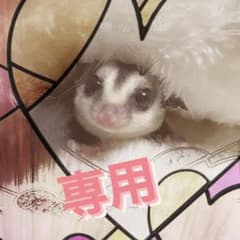 専用⭐︎フクロモモンガ　ハンモック&ポーチのサムネイル