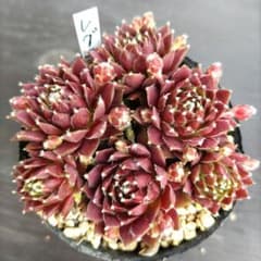 レグニ 抜き苗 センペルビウム 多肉植物 - メルカリ