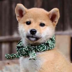 g-hina様 どう森のサムネイル