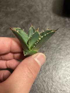 アガベ ルビー ハイブリッドアガベ チタノタ 塊根植物 パリー 斑入り