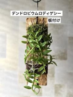 デンドロビウムロディゲシー　板付け　観葉植物　③のサムネイル