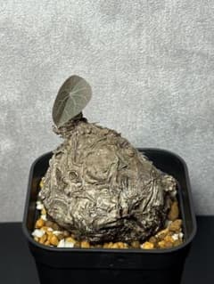 ステファニアカゥィーサキーStephania kaweesakiレア種 - メルカリ