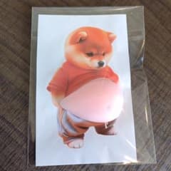 お腹ぷにぷにシール　柴犬のサムネイル