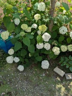 紫陽花アナベル❤挿し穂5本のサムネイル
