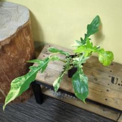 その他観葉植物 Florida beauty x Mayoi : Urban Jungle Philodendron Florida Beauty x mayoi ナロー - メルカリ