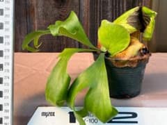 P. coronarium 'Lesasha' 2 コロナリウム　レサシャ P. coronarium 'Lesasha' 2 コロナリウム レサシャ - メルカリ