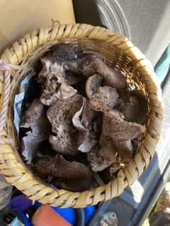 香茸　9/25 午後獲れ　信州産のサムネイル