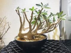 パキポディウム マカイエンセ　現地　大株　希少のサムネイル