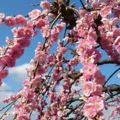 かえる様専用☆UNIQLOメッシュロンパースのサムネイル