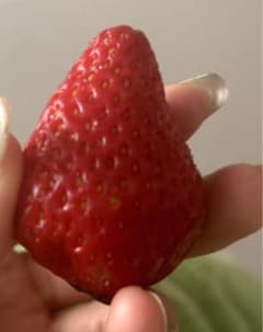 完熟 いちご 果実のサムネイル
