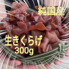 희귀 살아있는 삶"나무 귀"순국산 300g