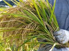 令和7年産 ササシグレ 10キロ 肥料農薬不使用 白米 - メルカリ