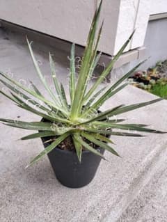 アガベ フィリフェラ　鉢植え配送のサムネイル