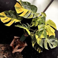c*n様 斑入りモンステラボルシギアナオーレア黄斑4号鉢植え70cm発根済み安心 斑入りモンステラボルシギアナオーレア黄斑4号鉢植え71cm発根済み安心