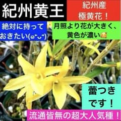 1番人気 紀州黄王 山野草 キバナセッコク デンドロ 洋蘭 洋ラン 石斛