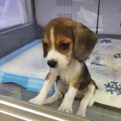 ここまる様専用のサムネイル