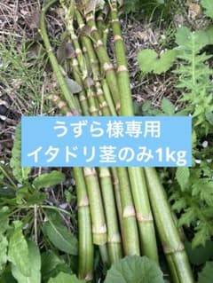 新鮮アスパラガス 春の収穫のサムネイル