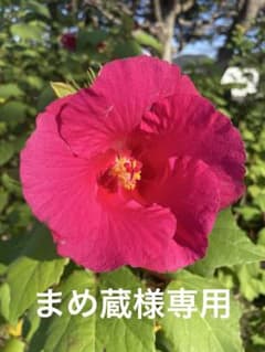 ナイロンカーゴＯＡ　しまむらのサムネイル
