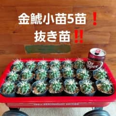 サボテン 金鯱小苗5苗❗抜き苗‼️ - メルカリ