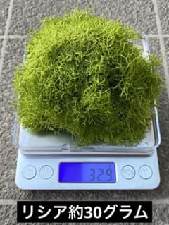 リシア 約30グラムのサムネイル