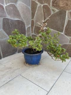 盆栽 皐月 サツキ 懸崖 鉢植え - メルカリ