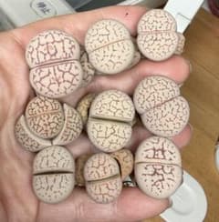 上 希少苗 多肉植物 リトープス 綾耀玉 巨大苗セット レア 希少模様