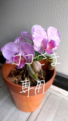 ココ様専用ページのサムネイル